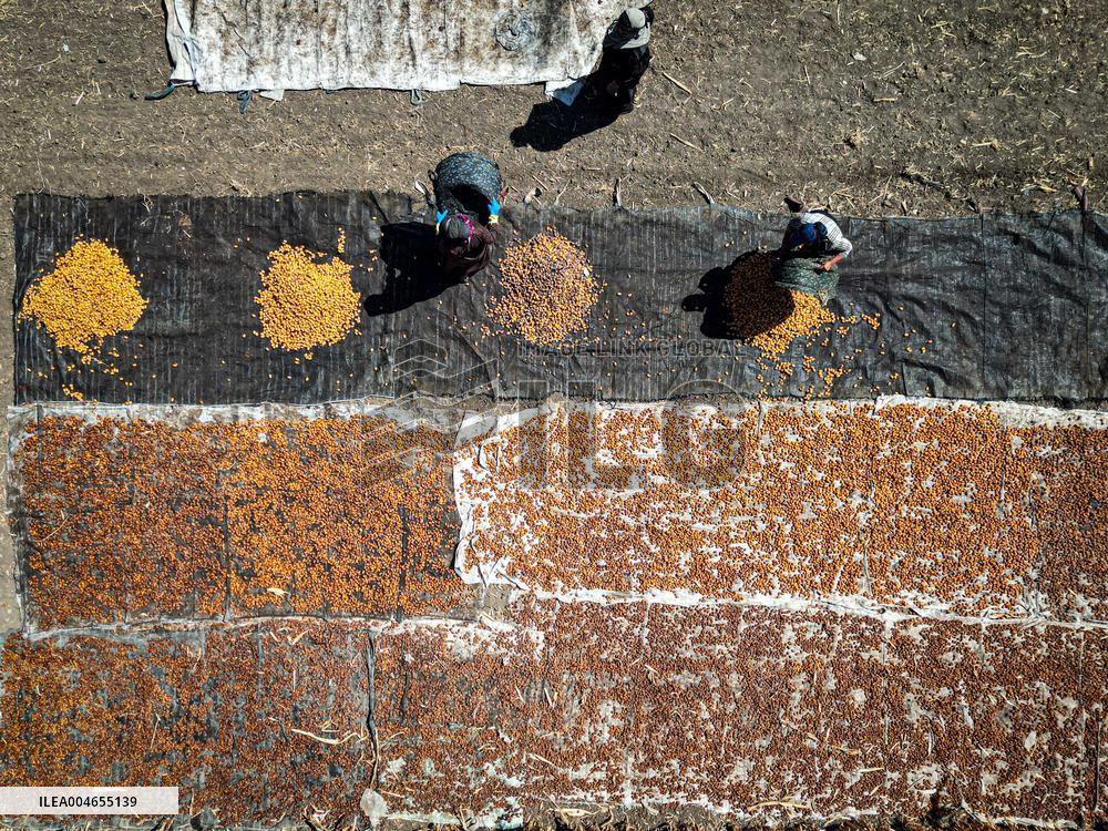 Date Harvest - Egypt