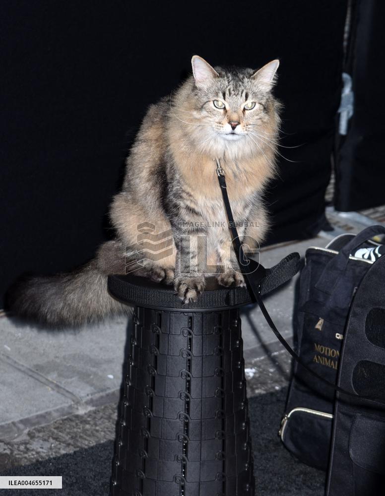 Caught Stealing Premiere - NYC