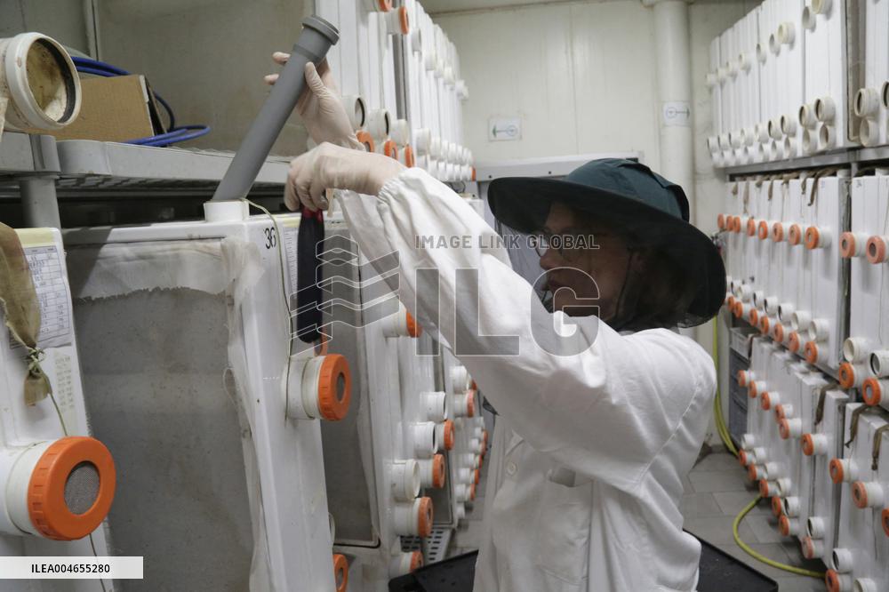 Project To Sterilize Tiger Mosquitoes - Italy