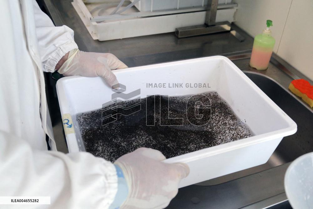 Project To Sterilize Tiger Mosquitoes - Italy