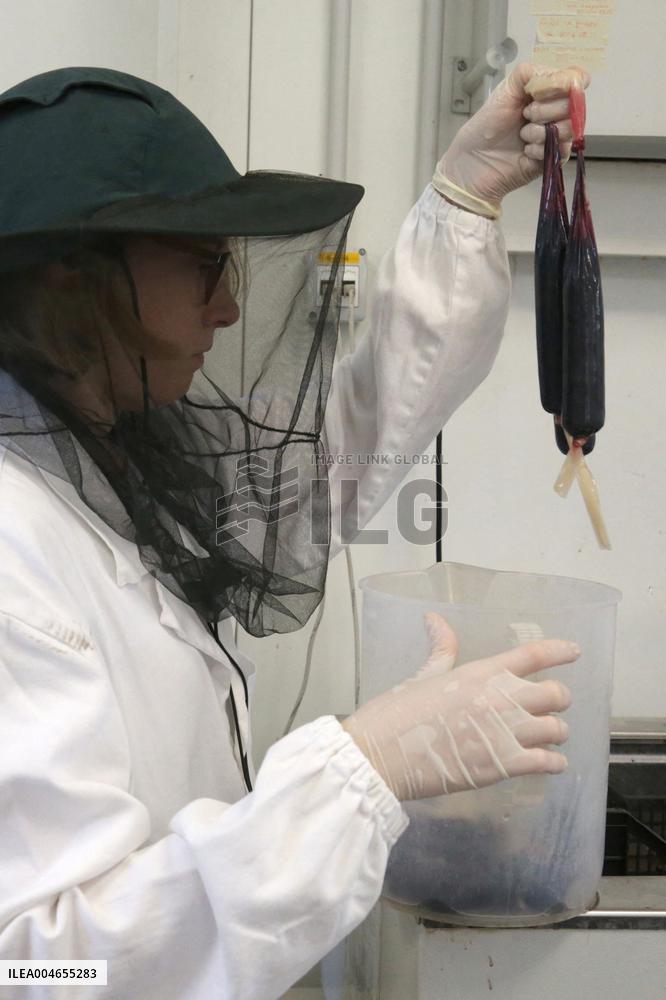 Project To Sterilize Tiger Mosquitoes - Italy