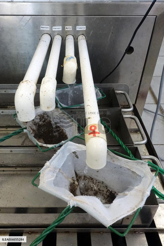 Project To Sterilize Tiger Mosquitoes - Italy