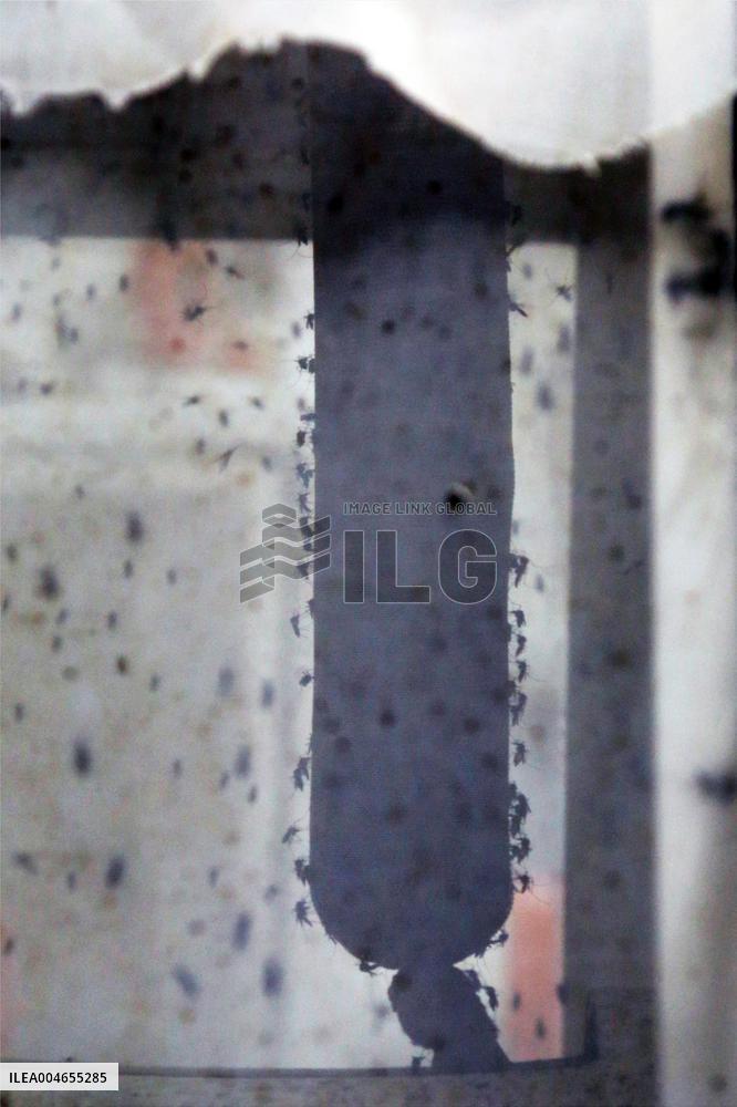 Project To Sterilize Tiger Mosquitoes - Italy