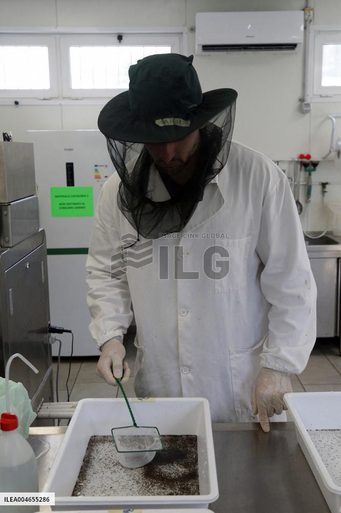 Project To Sterilize Tiger Mosquitoes - Italy