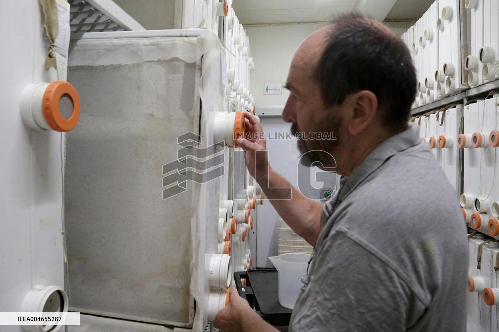 Project To Sterilize Tiger Mosquitoes - Italy