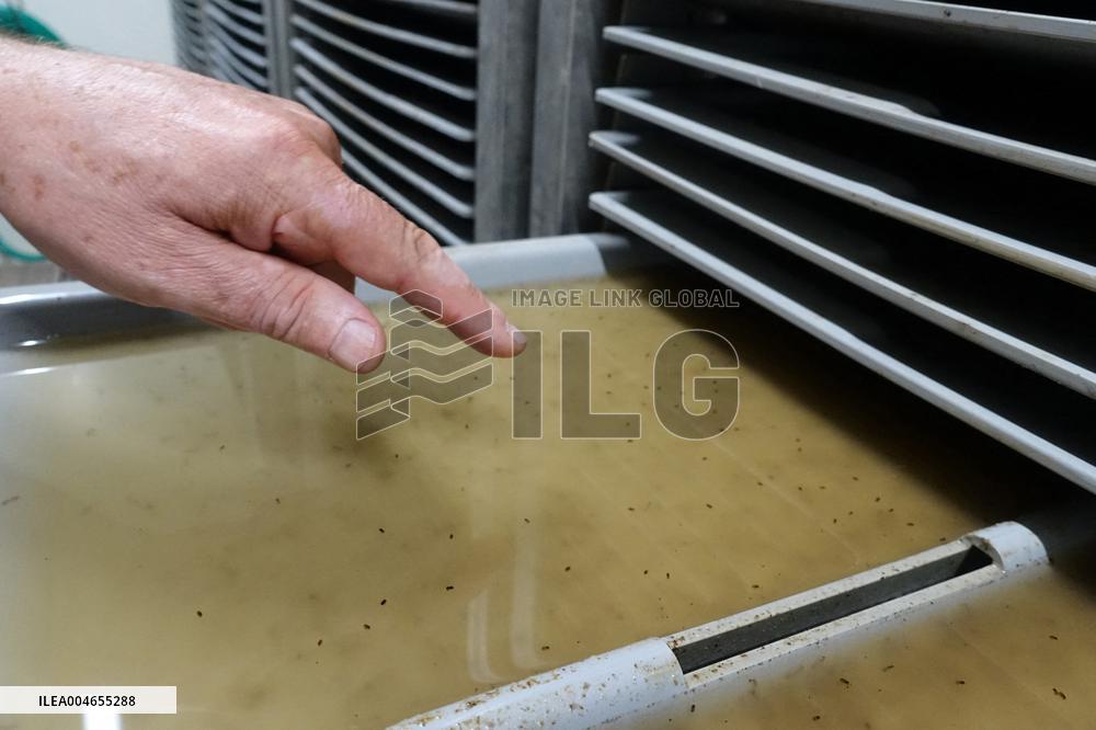 Project To Sterilize Tiger Mosquitoes - Italy