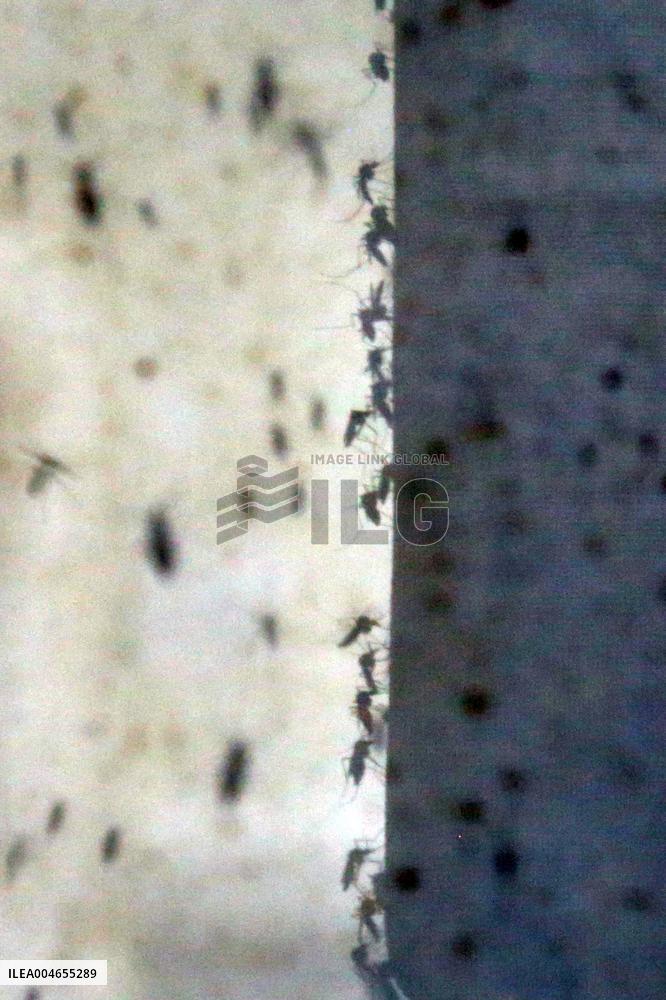 Project To Sterilize Tiger Mosquitoes - Italy