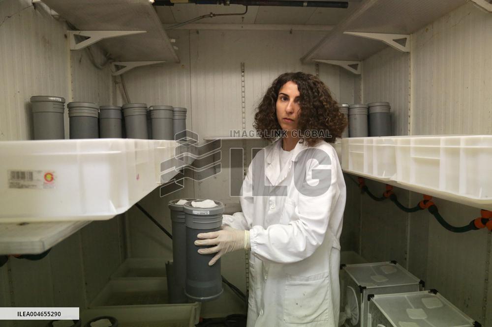 Project To Sterilize Tiger Mosquitoes - Italy