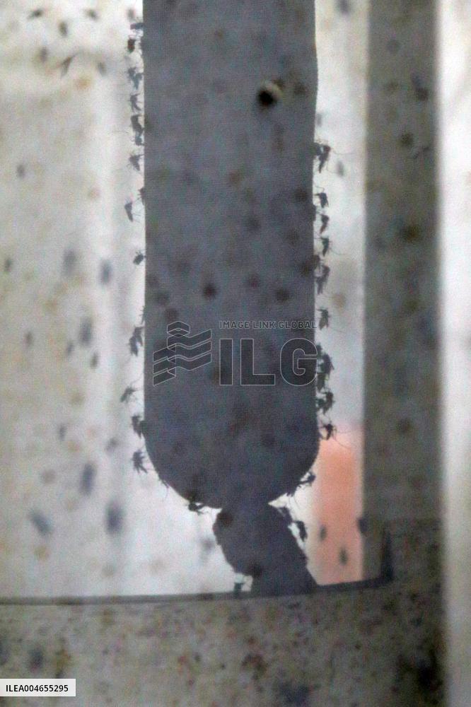 Project To Sterilize Tiger Mosquitoes - Italy