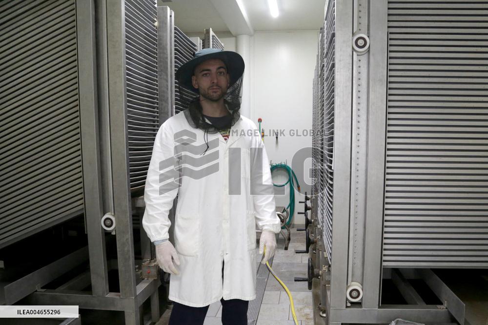 Project To Sterilize Tiger Mosquitoes - Italy