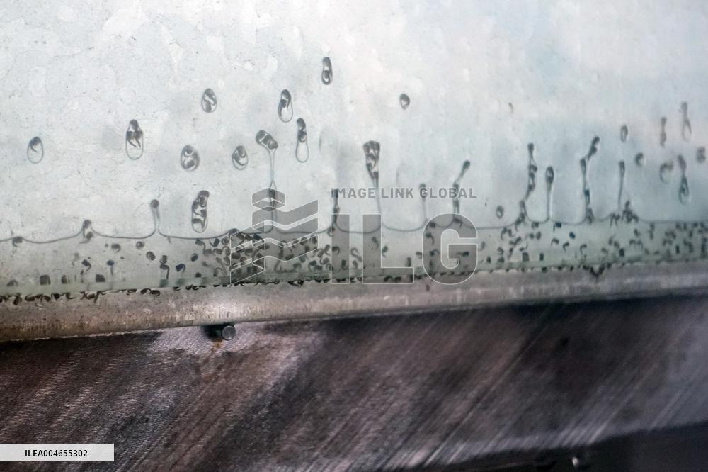 Project To Sterilize Tiger Mosquitoes - Italy