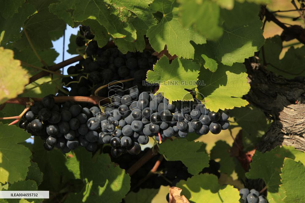 Early 2025 Harvest in The Midst of The French Wine Crisis