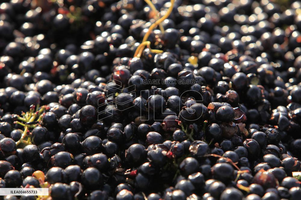 Early 2025 Harvest in The Midst of The French Wine Crisis