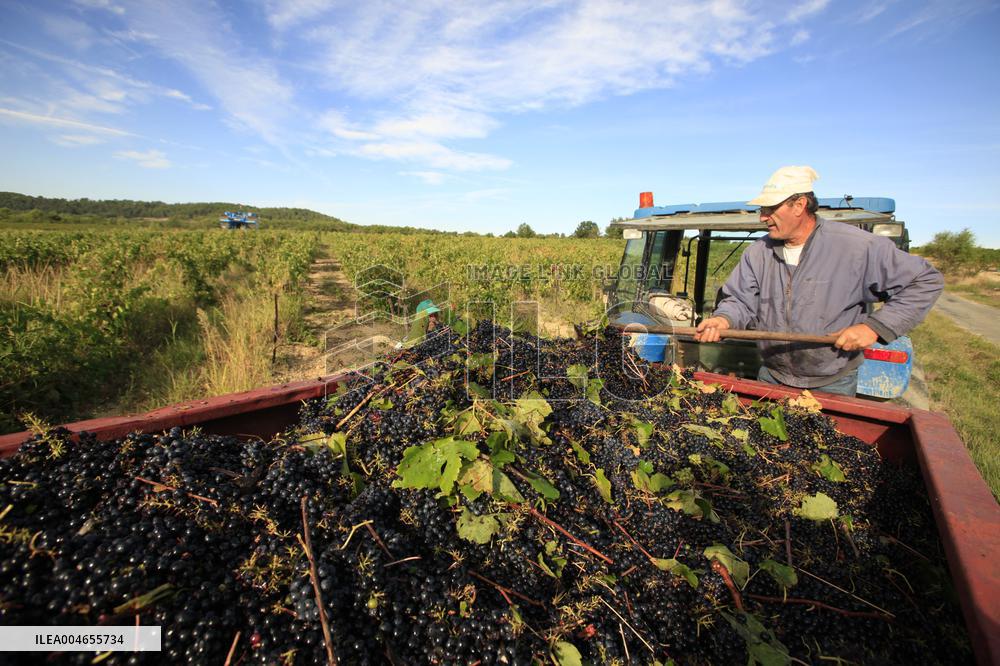 Early 2025 Harvest in The Midst of The French Wine Crisis