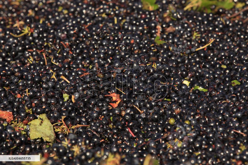 Early 2025 Harvest in The Midst of The French Wine Crisis