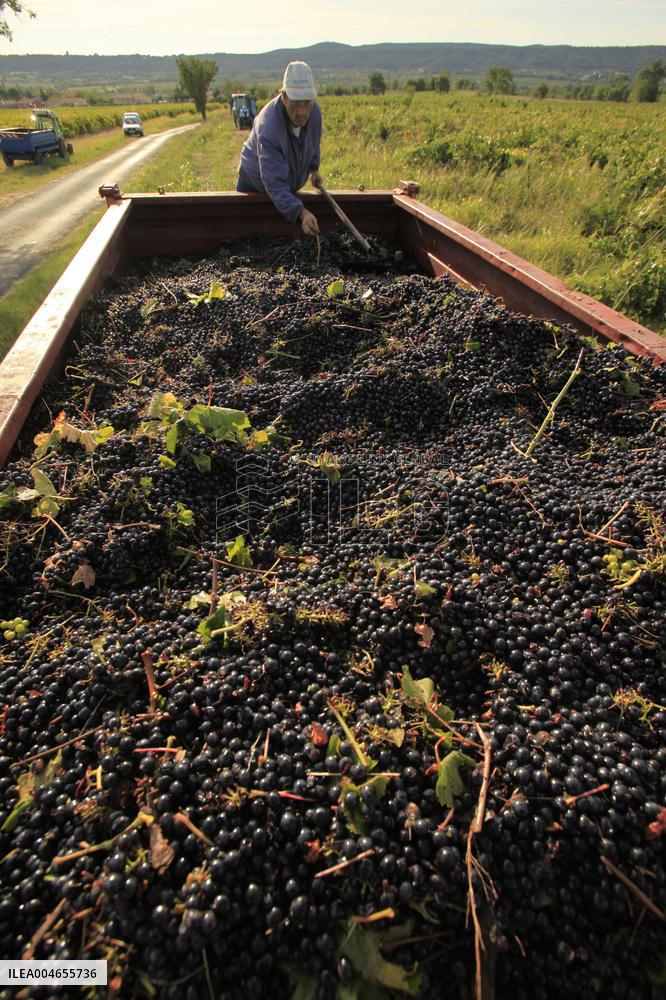 Early 2025 Harvest in The Midst of The French Wine Crisis