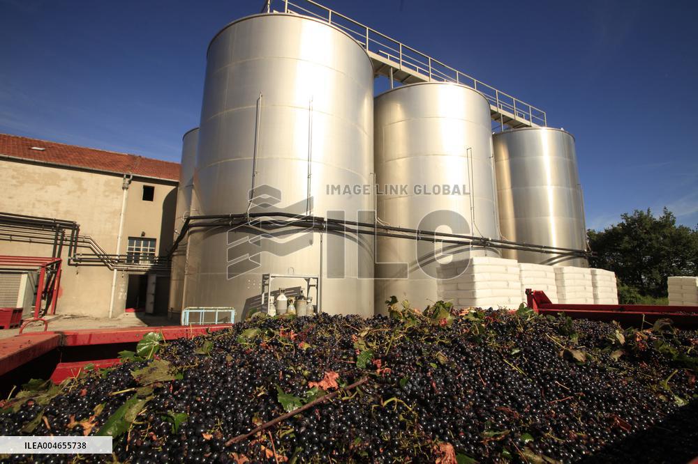 Early 2025 Harvest in The Midst of The French Wine Crisis