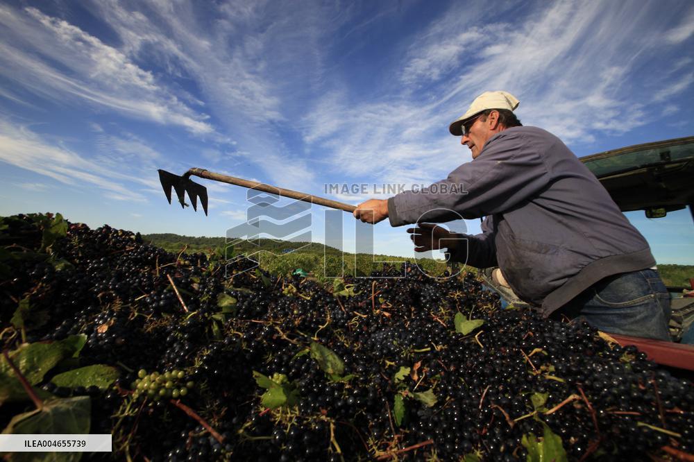 Early 2025 Harvest in The Midst of The French Wine Crisis