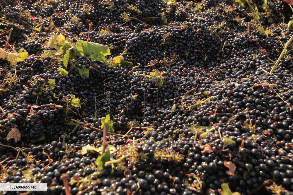 Early 2025 Harvest in The Midst of The French Wine Crisis