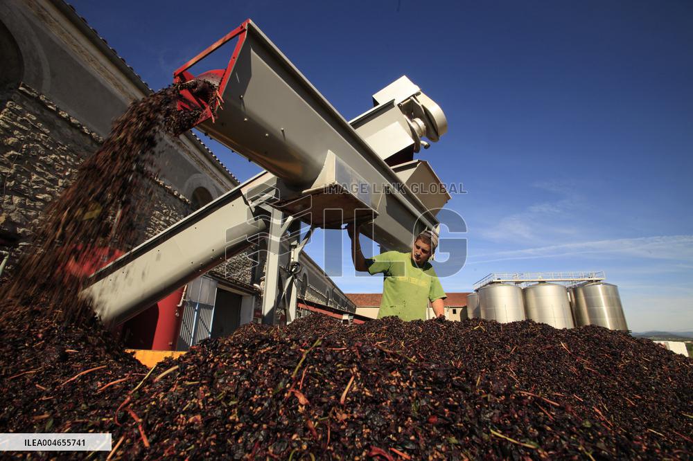 Early 2025 Harvest in The Midst of The French Wine Crisis