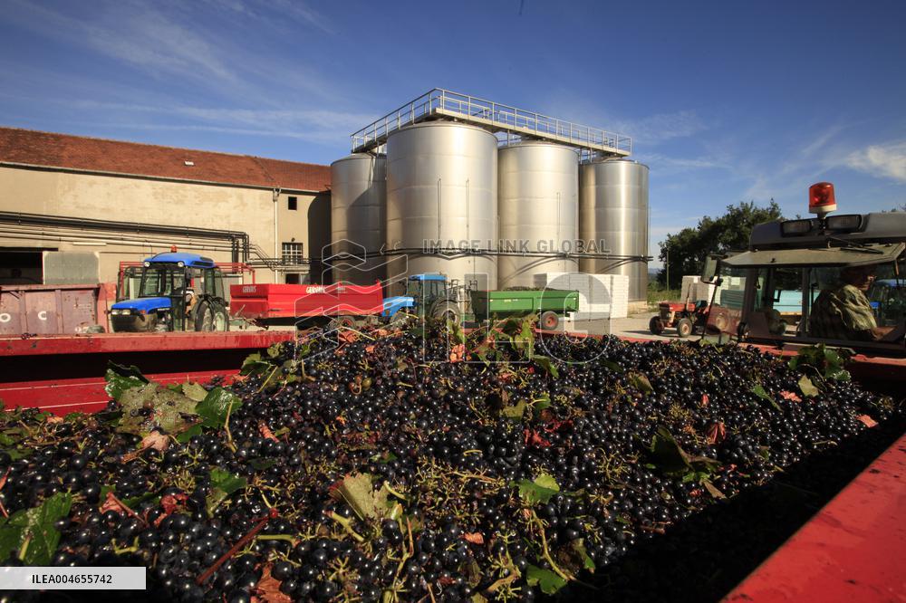 Early 2025 Harvest in The Midst of The French Wine Crisis