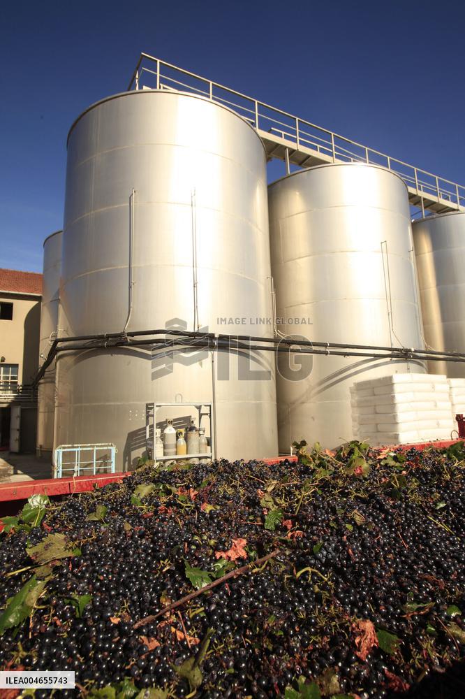 Early 2025 Harvest in The Midst of The French Wine Crisis
