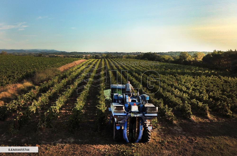 Early 2025 Harvest in The Midst of The French Wine Crisis