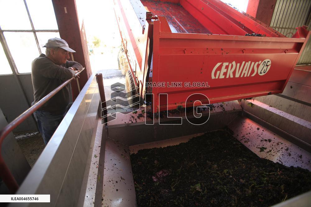 Early 2025 Harvest in The Midst of The French Wine Crisis