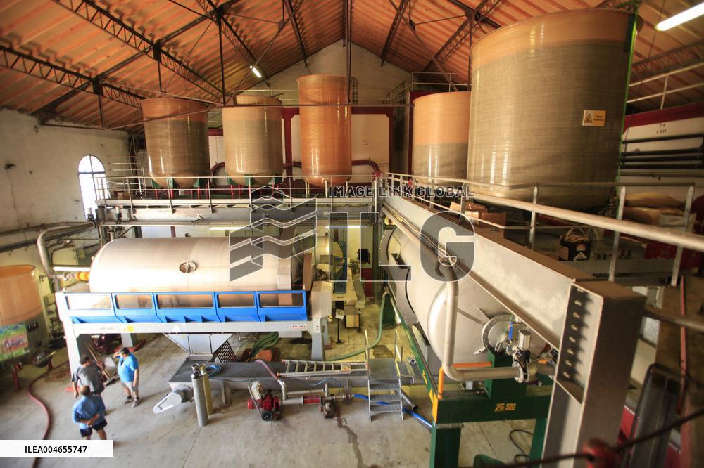 Early 2025 Harvest in The Midst of The French Wine Crisis