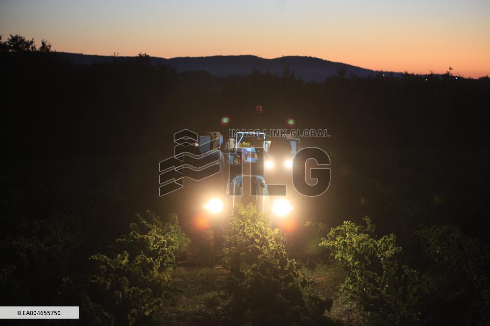 Early 2025 Harvest in The Midst of The French Wine Crisis