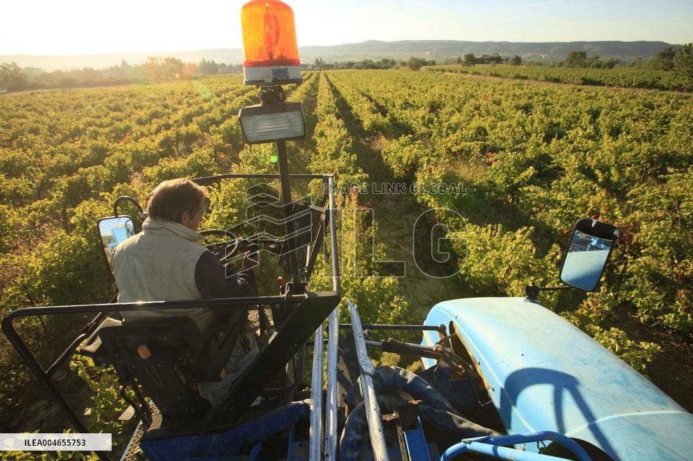 Early 2025 Harvest in The Midst of The French Wine Crisis