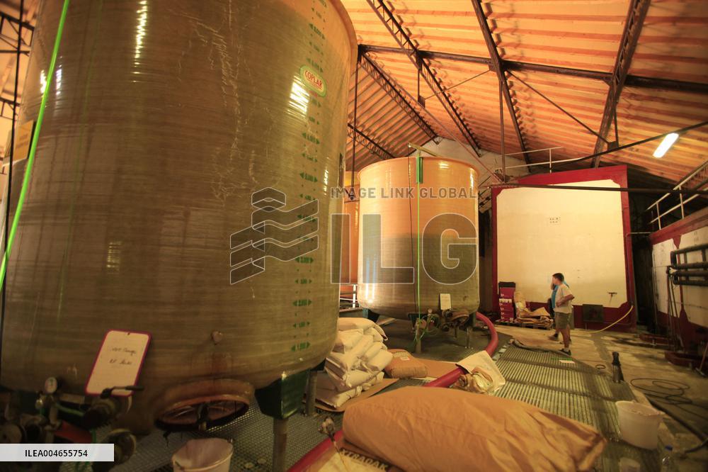 Early 2025 Harvest in The Midst of The French Wine Crisis