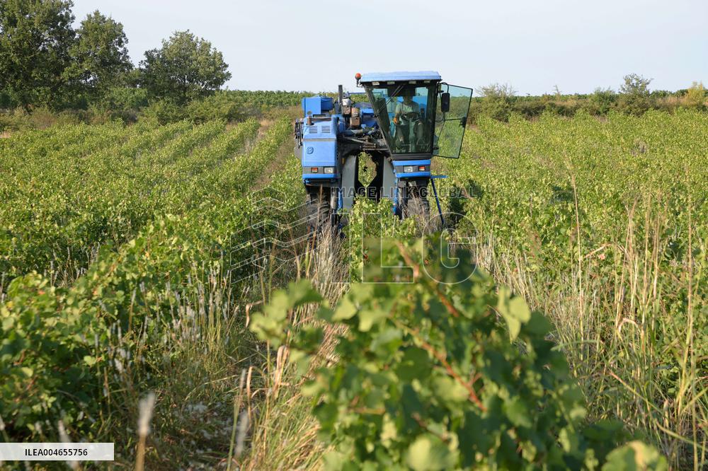 Early 2025 Harvest in The Midst of The French Wine Crisis
