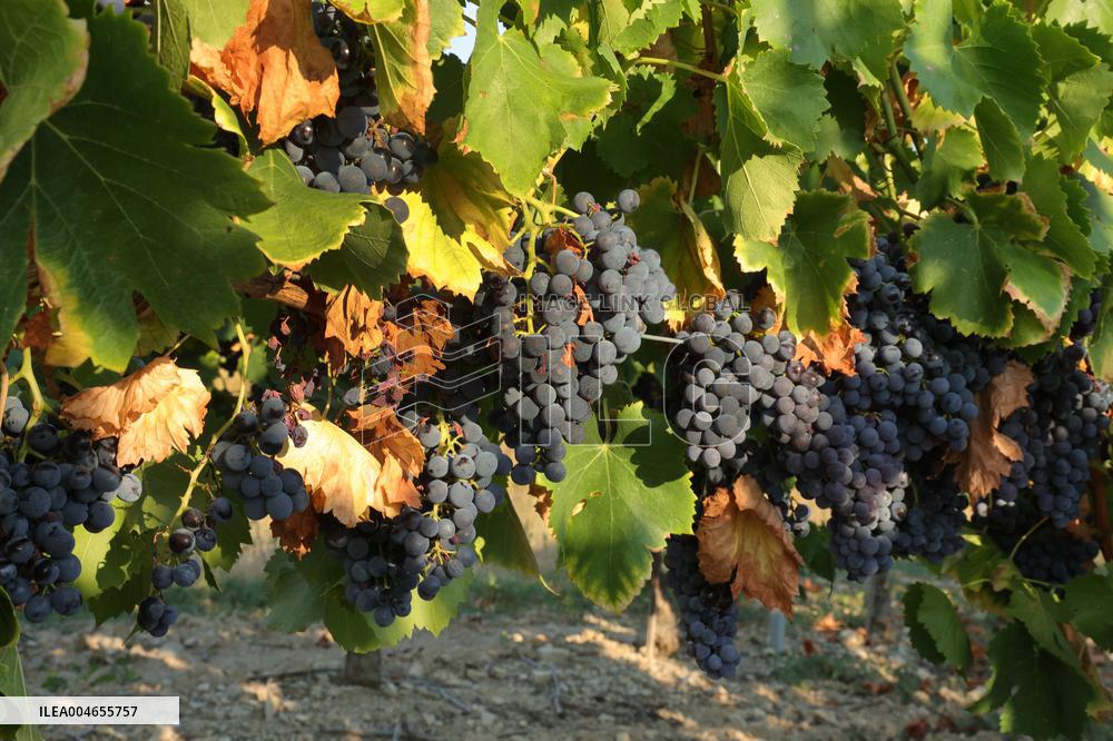 Early 2025 Harvest in The Midst of The French Wine Crisis