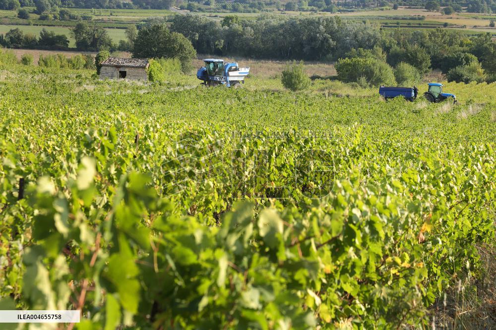 Early 2025 Harvest in The Midst of The French Wine Crisis