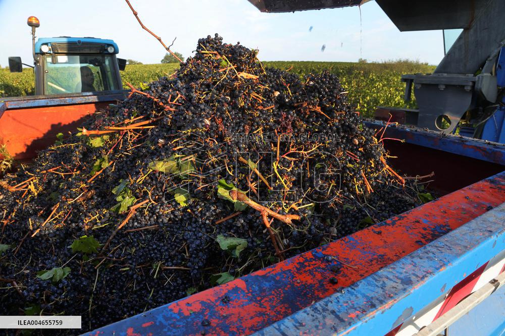 Early 2025 Harvest in The Midst of The French Wine Crisis