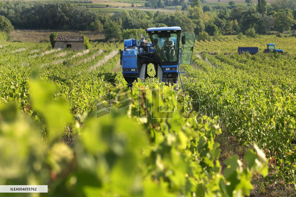 Early 2025 Harvest in The Midst of The French Wine Crisis