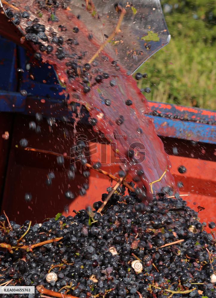 Early 2025 Harvest in The Midst of The French Wine Crisis