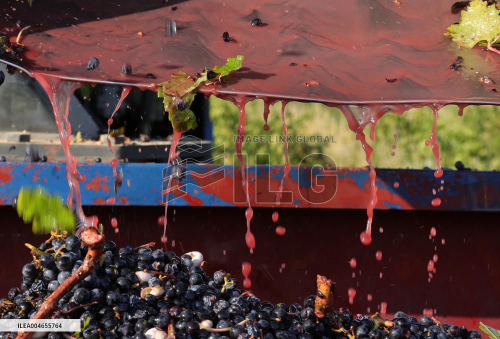 Early 2025 Harvest in The Midst of The French Wine Crisis