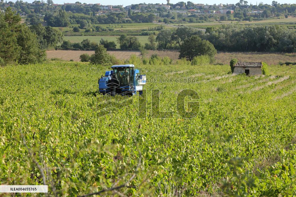 Early 2025 Harvest in The Midst of The French Wine Crisis
