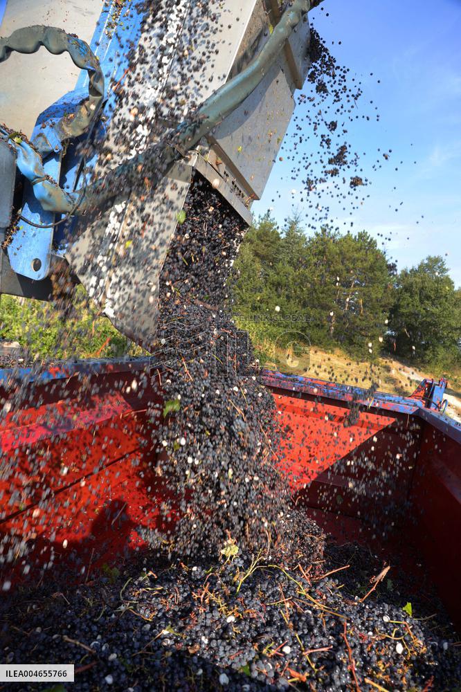 Early 2025 Harvest in The Midst of The French Wine Crisis