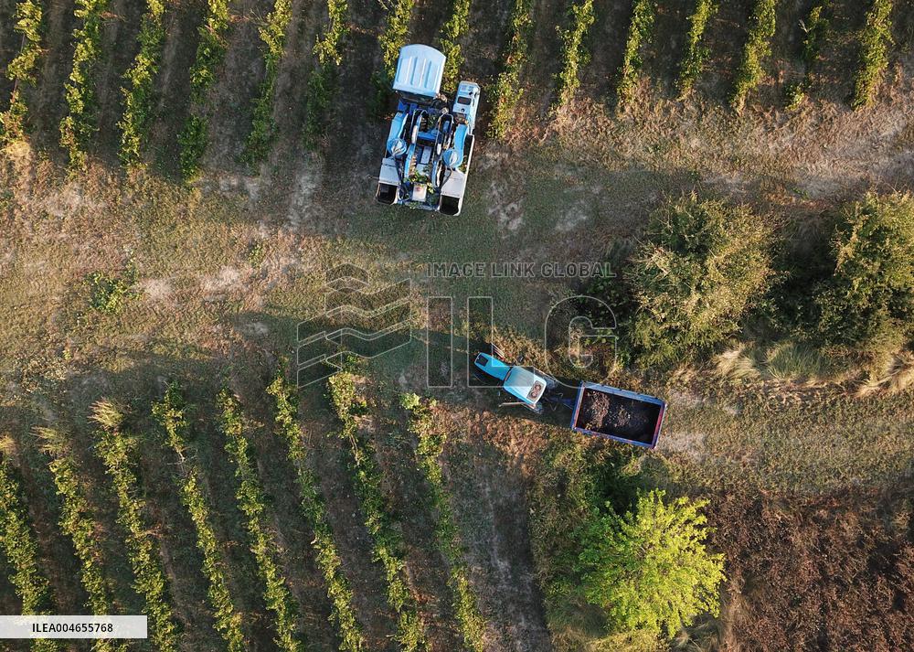 Early 2025 Harvest in The Midst of The French Wine Crisis