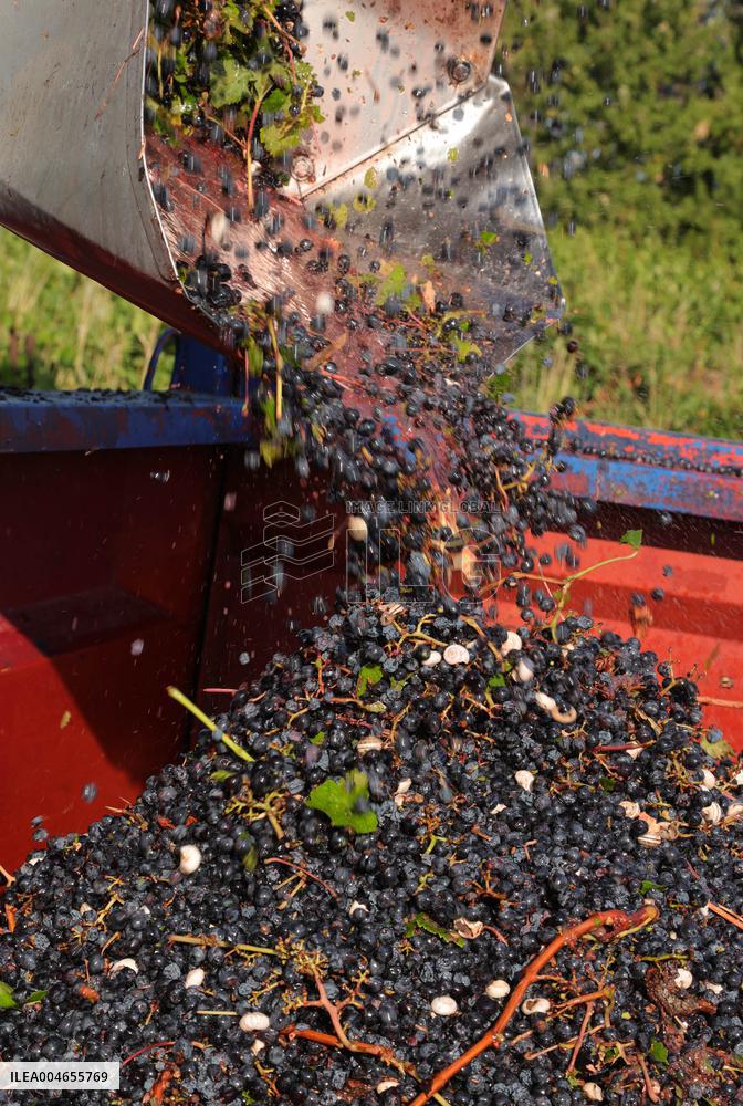 Early 2025 Harvest in The Midst of The French Wine Crisis