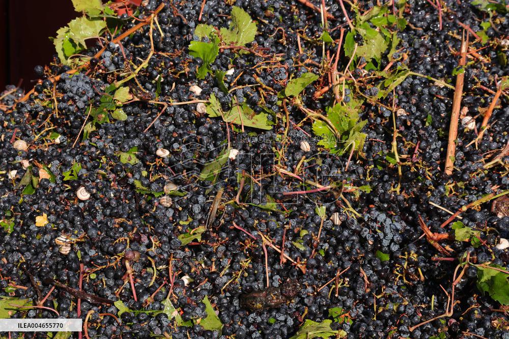 Early 2025 Harvest in The Midst of The French Wine Crisis