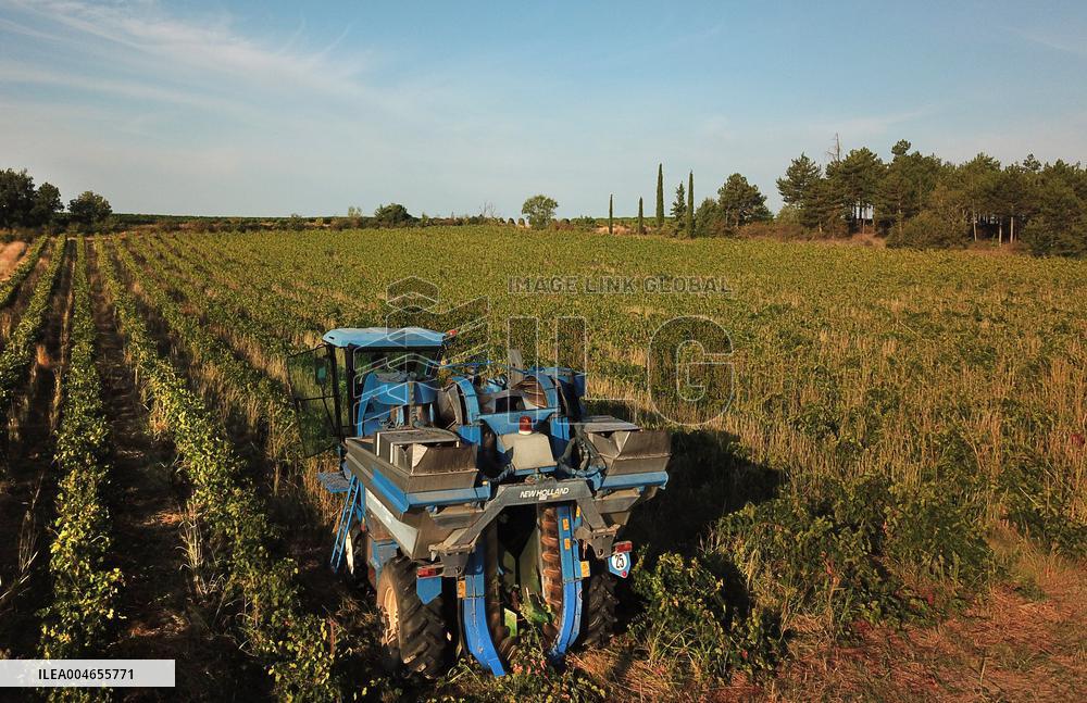 Early 2025 Harvest in The Midst of The French Wine Crisis