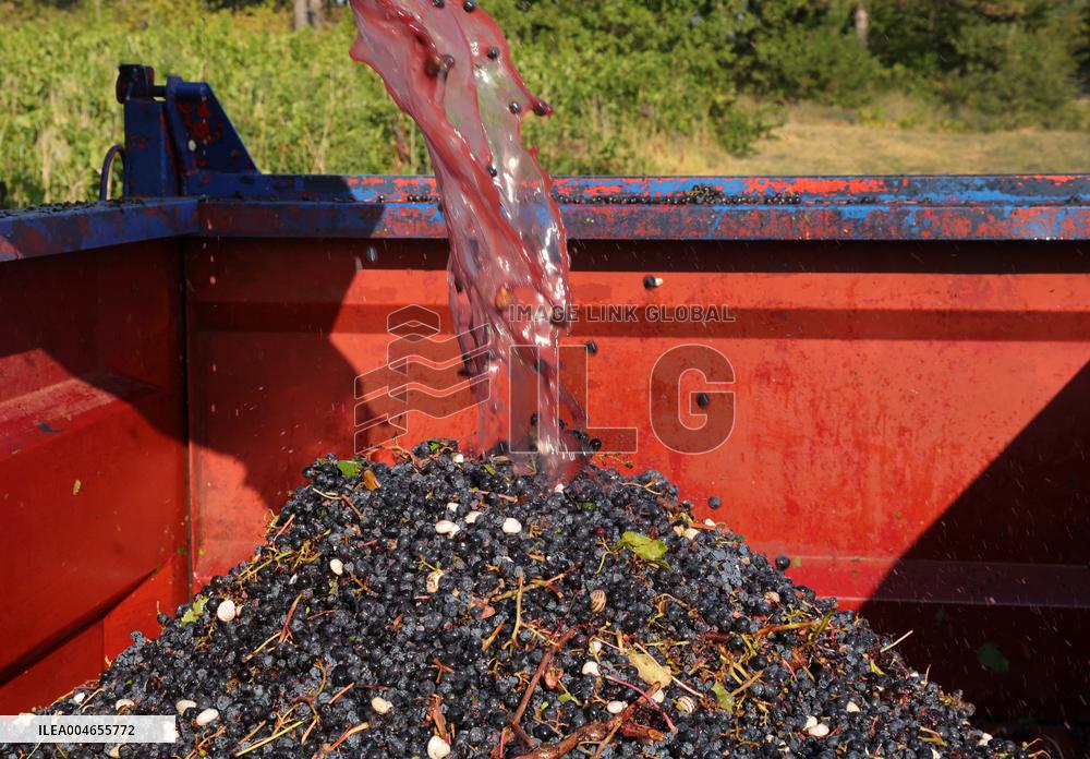 Early 2025 Harvest in The Midst of The French Wine Crisis