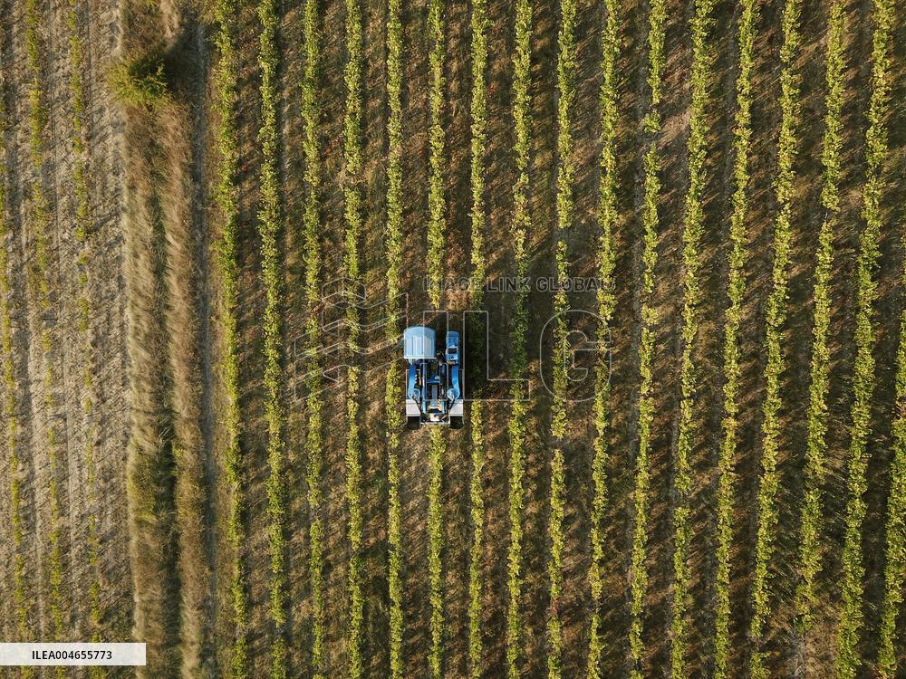 Early 2025 Harvest in The Midst of The French Wine Crisis