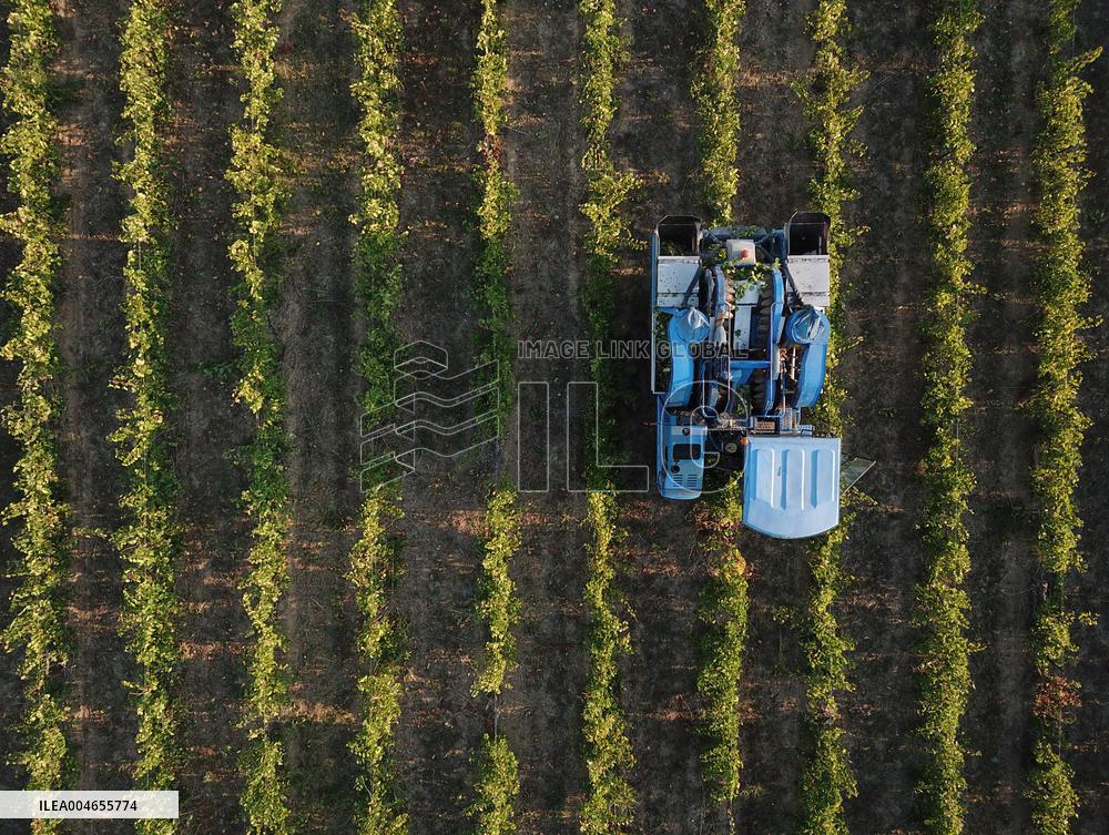 Early 2025 Harvest in The Midst of The French Wine Crisis