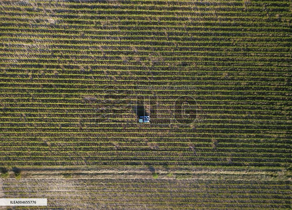 Early 2025 Harvest in The Midst of The French Wine Crisis