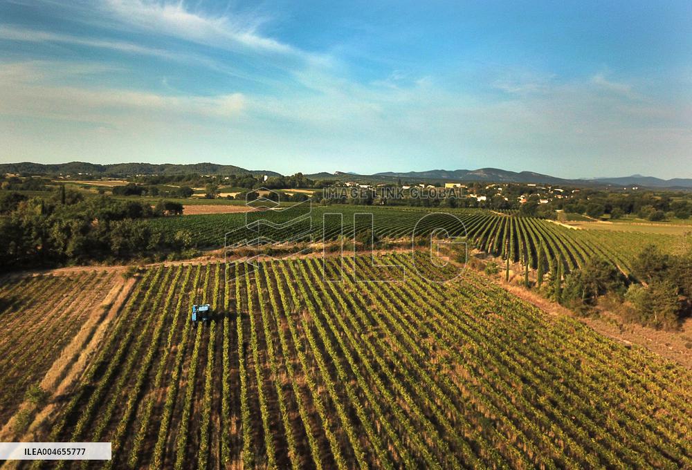 Early 2025 Harvest in The Midst of The French Wine Crisis